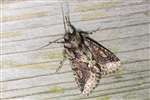 Green-brindled Crescent moth, Battleby