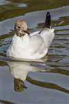 Black-headed gull, Bingham's Pond, Glasgow