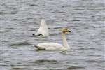 Whooper swans, Orkney