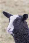 Zwartble sheep, Orkney