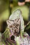 Silver Y moth, Aberlady