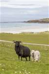 Hebridean sheep and lambs, Balevullin, Tiree