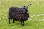 Hebridean sheep, Balevullin, Tiree