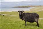 Hebridean sheep, Balevullin, Tiree