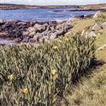 Yellow flag irises, Loch Eynort, South Uist
