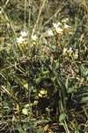 Meadow saxifrage, St Cyrus, Aberdeenshire