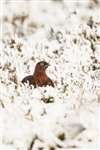 Red Grouse, the Lecht
