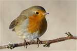 Robin on frosty branch, Glasgow