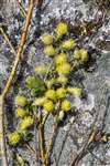 Low-growing Willow, Ceann a' Mhara, Tiree