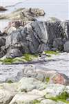 Ringed plover and Lewisian Gneiss rocks, Vaul, Tiree