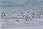 Ringed plover and Dunlin in flight, Vaul, Tiree