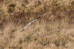 Male Hen harrier in flight