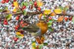 Robin on Cotoneaster, Glasgow