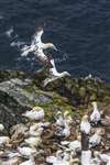 Gannets flying over colony at Troup Head