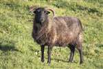 Hebridean sheep, North Yorkshire