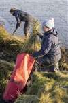 Cutting and bagging invasive non-native Common cord grass, RSPB Skinflats