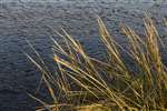 Invasive non-native Common cord grass, RSPB Skinflats
