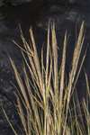 Invasive non-native Common cord grass, RSPB Skinflats