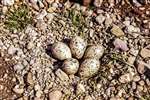 Oystercatcher nestwith 5 eggs in a sand quarry, Drymen