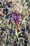 Early purple orchid, Bennane head