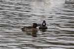Tufted duck pair, Hogganfield Loch