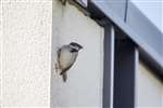 Male House sparrow, Coll