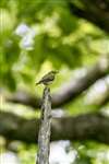 Wood Warbler in Ross Wood, Sallochy