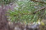 Scots pine, Speyside