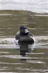 Ring-necked duck, Pitlochry