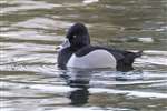 Ring-necked duck, Pitlochry
