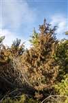 A dead or dying Juniper in Abernethy Forest