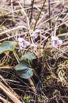 Marsh violets, Deils Craig Moor