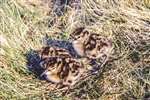 Redshank chicks, Deils Craig Moor, Strathblane