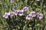 Dog Violets in Mugdock Country Park
