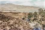 Cononish Glen, Tyndrum, with Scots Pines 