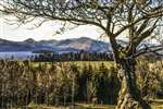 Solitary tree overlooking Loch Lomond