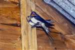 Barn swallows, Gartness, near Drymen