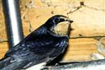 Barn swallows, Gartness, near Drymen