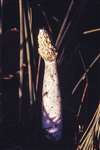 Stink horn fungi, Dougalston, near Milngavie