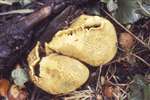 Puffball fungus in Douglaston, Near Milngavie