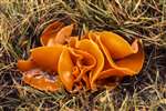 Orange peel fungi in Douglaston, near Milngavie