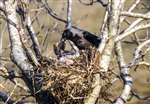 Hooded crow nest, Kintyre