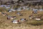 Wigeon grazing, Lossiemouth