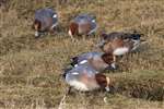 Wigeon grazing, Lossiemouth