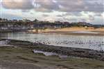 Wiigeon, Teal and Herring gulls, Lossiemouth