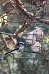 Long-tailed tit at feeder, Lossiemouth