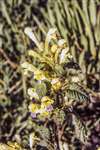 Large-flowered Hemp-nettle, Killermont