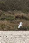 Little egret, Garnock Floods