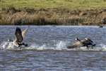 Canada geese aggression on the Garnock Floods