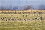 Flock of Pink-footed Geese, Skinflats